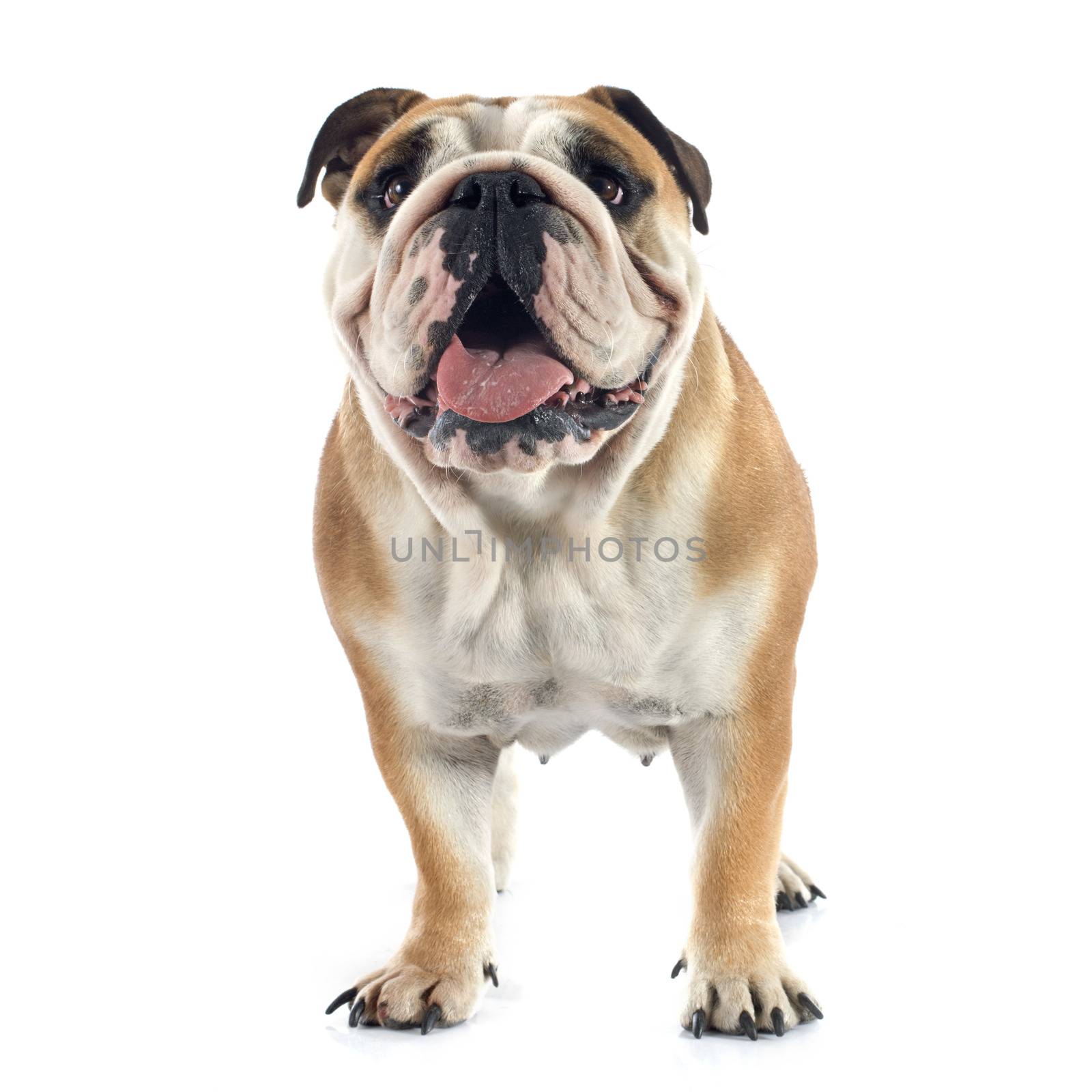 english bulldog in front of white background