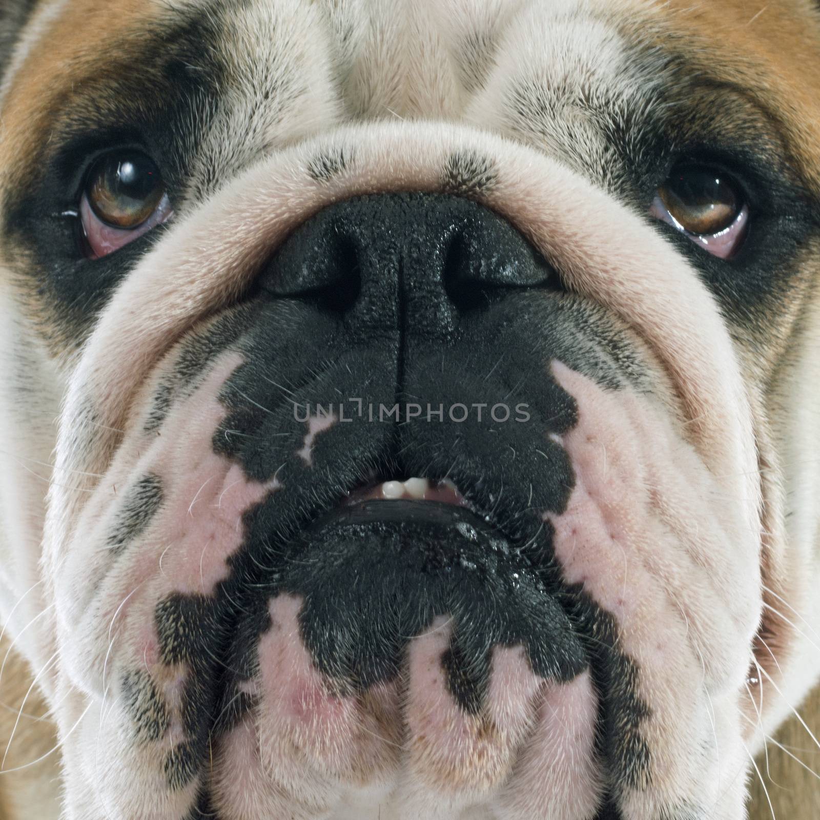 english bulldog in front of white background