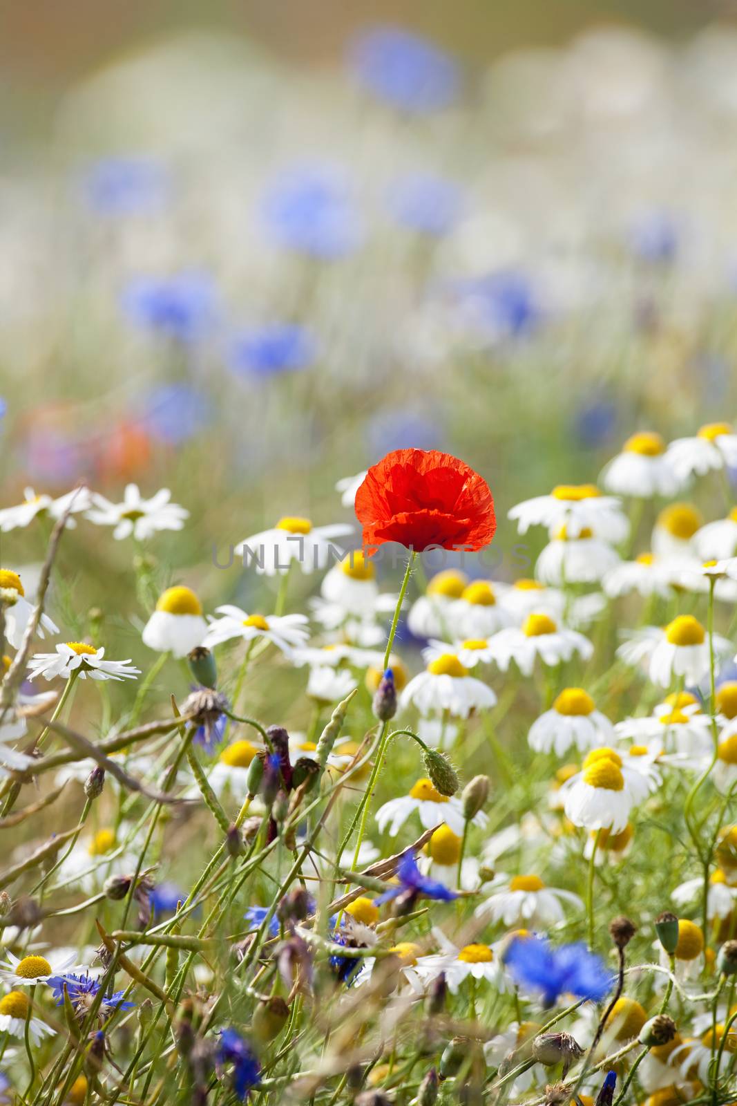 wild flowers by courtyardpix