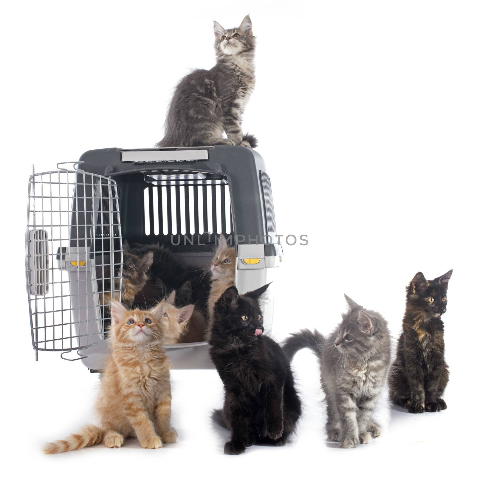 portrait of a purebred  maine coon kitten on a white background