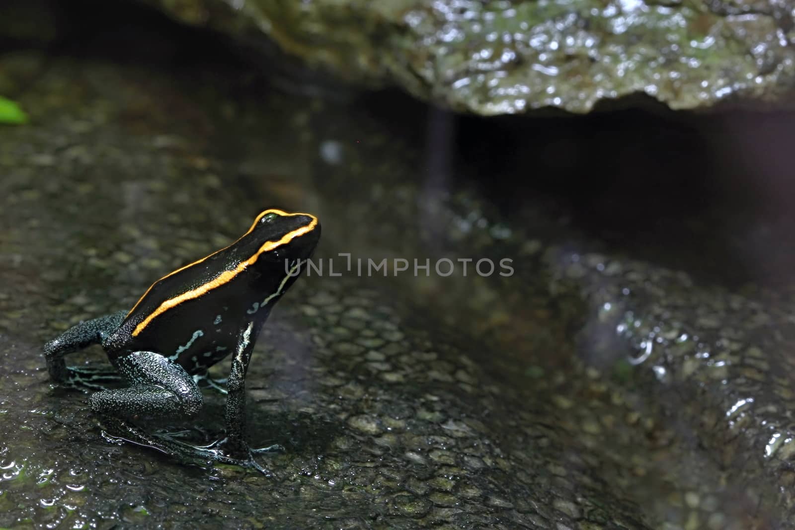 Green frog in the garden by Dermot68