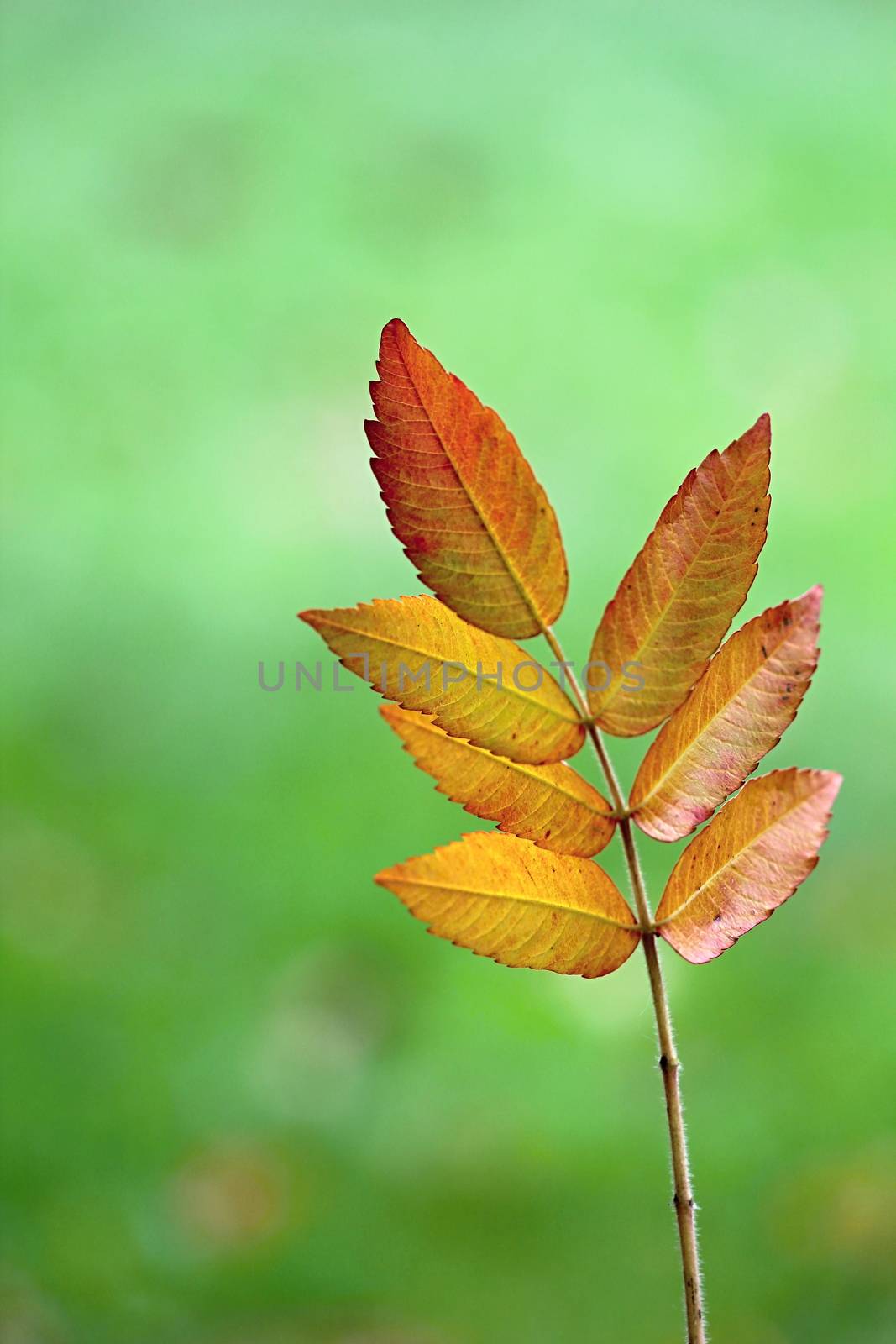 Autumn Colourful Leafs in the Wood by Dermot68