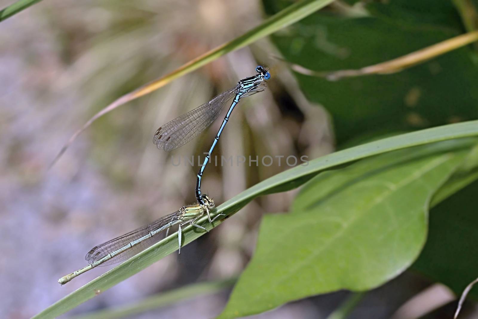 Photo shows details of a dragon fly on a leaf.