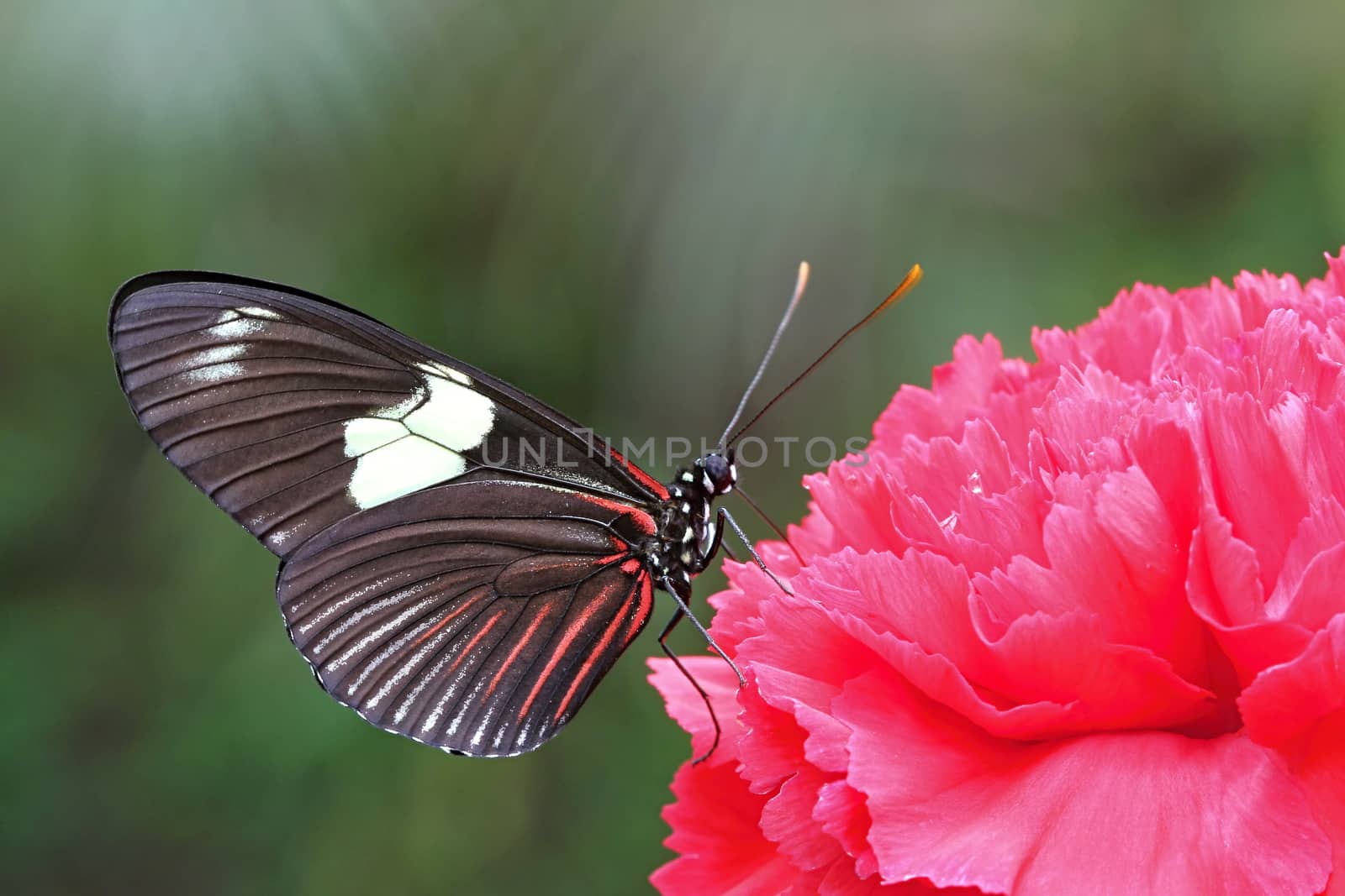 Photo shows details of colourful butterfly in the park.