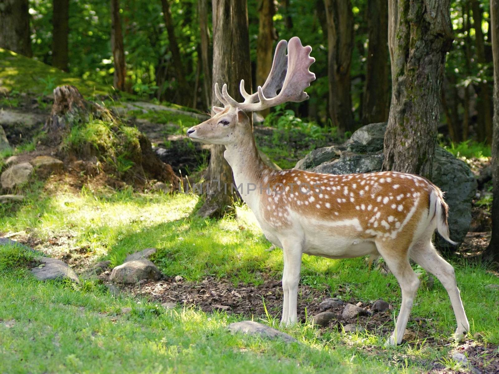 Photo is showing wilds animals captured in the Canadian countryside.