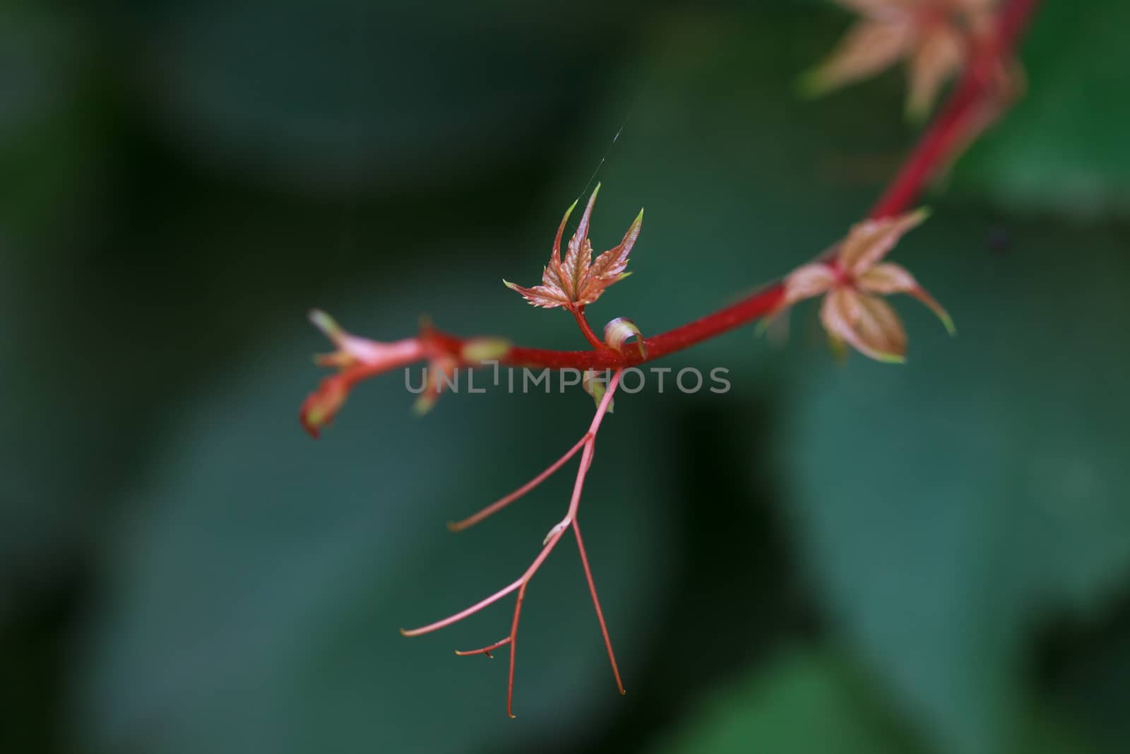 Fresh ivy leaves in spring