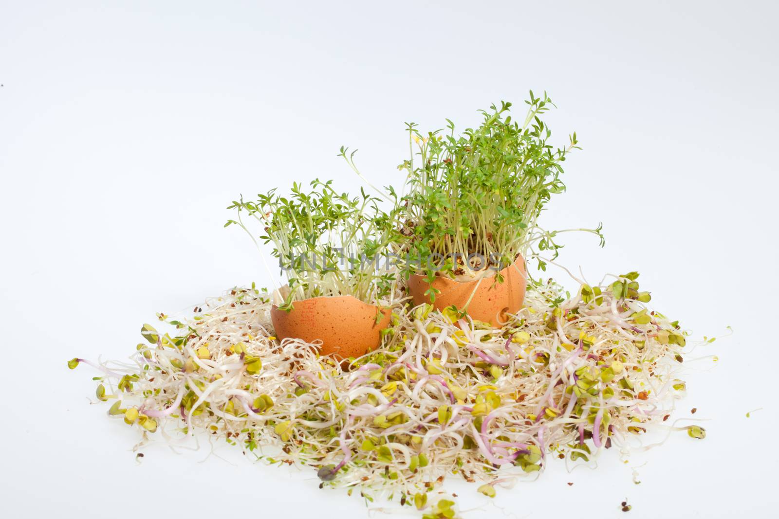 Fresh Alfalfa Sprouts and Spring Easter Egg