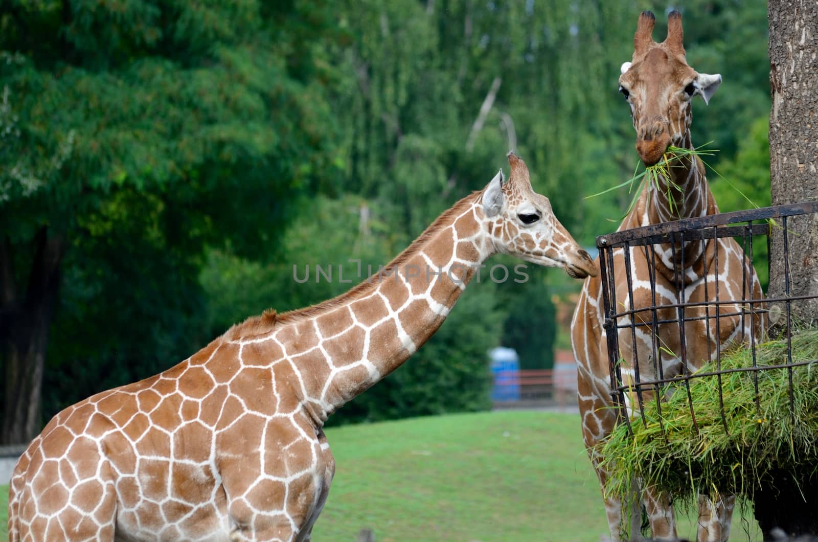 Two giraffes in Wroclaw's ZOO, Poland. Animals eating green grass from special feeder on the tree.