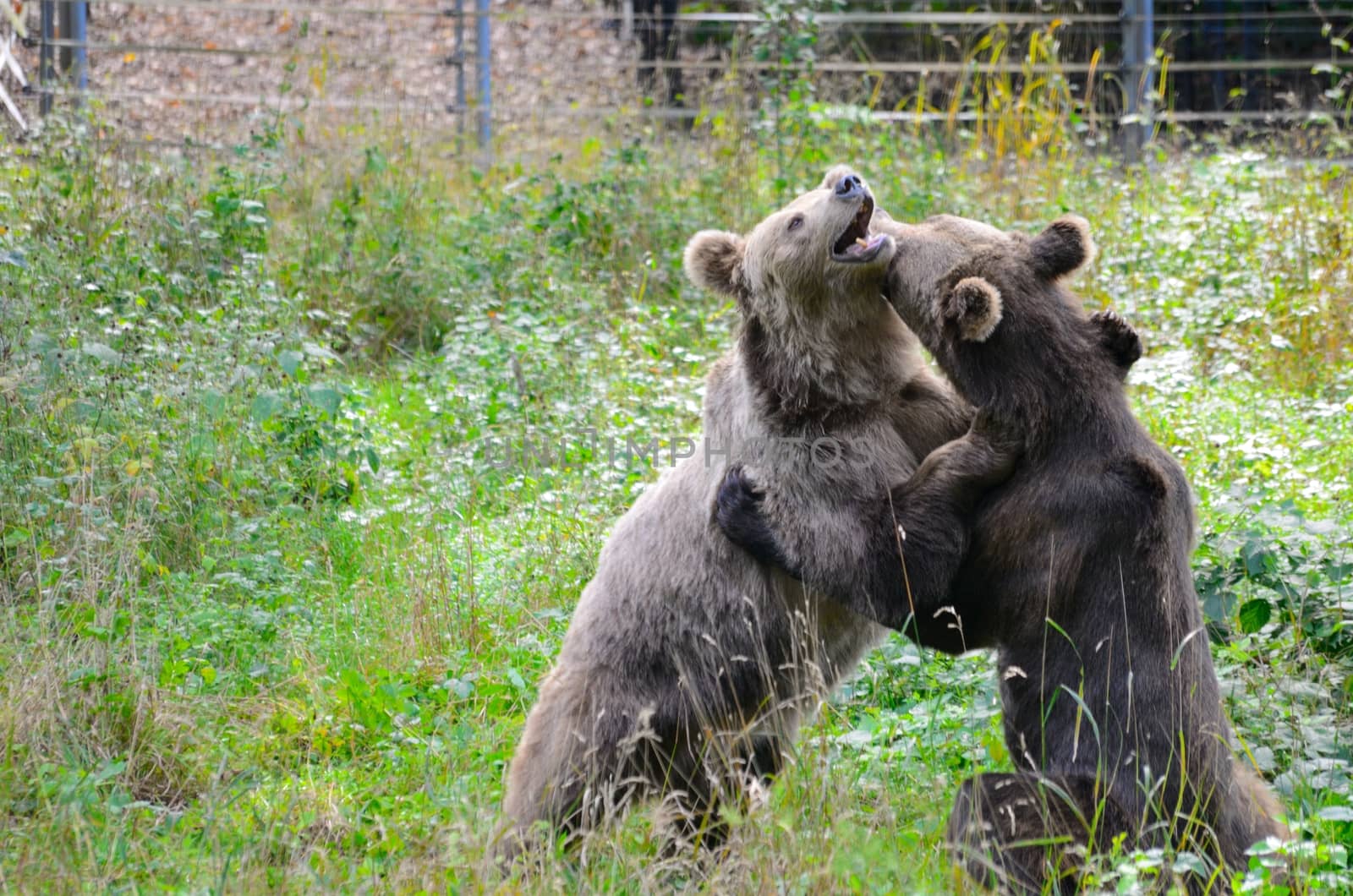 Two brown bears in Wroclaw's ZOO, Poland. Animals wrestling and playing together.