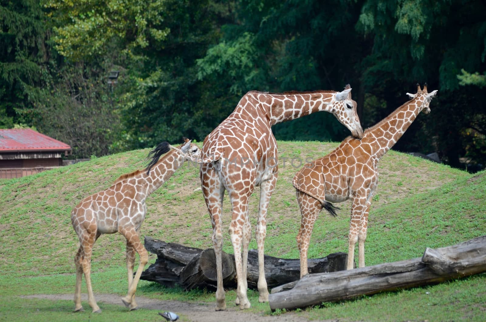 Group of three giraffes in Wroclaw's ZOO, Poland. All animals turning necks in same direction.