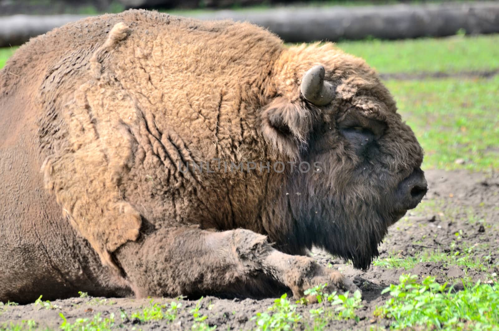 Traditional Polish bison in Wroclaw's ZOO, Poland. Animal changes fur during summer.