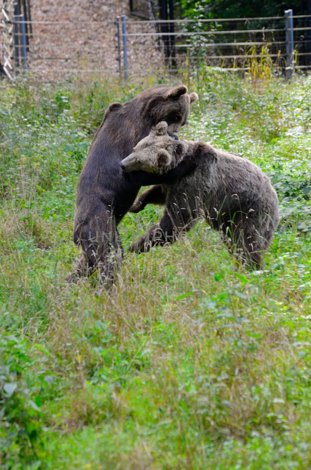Brown bears wrestling by bartekchiny