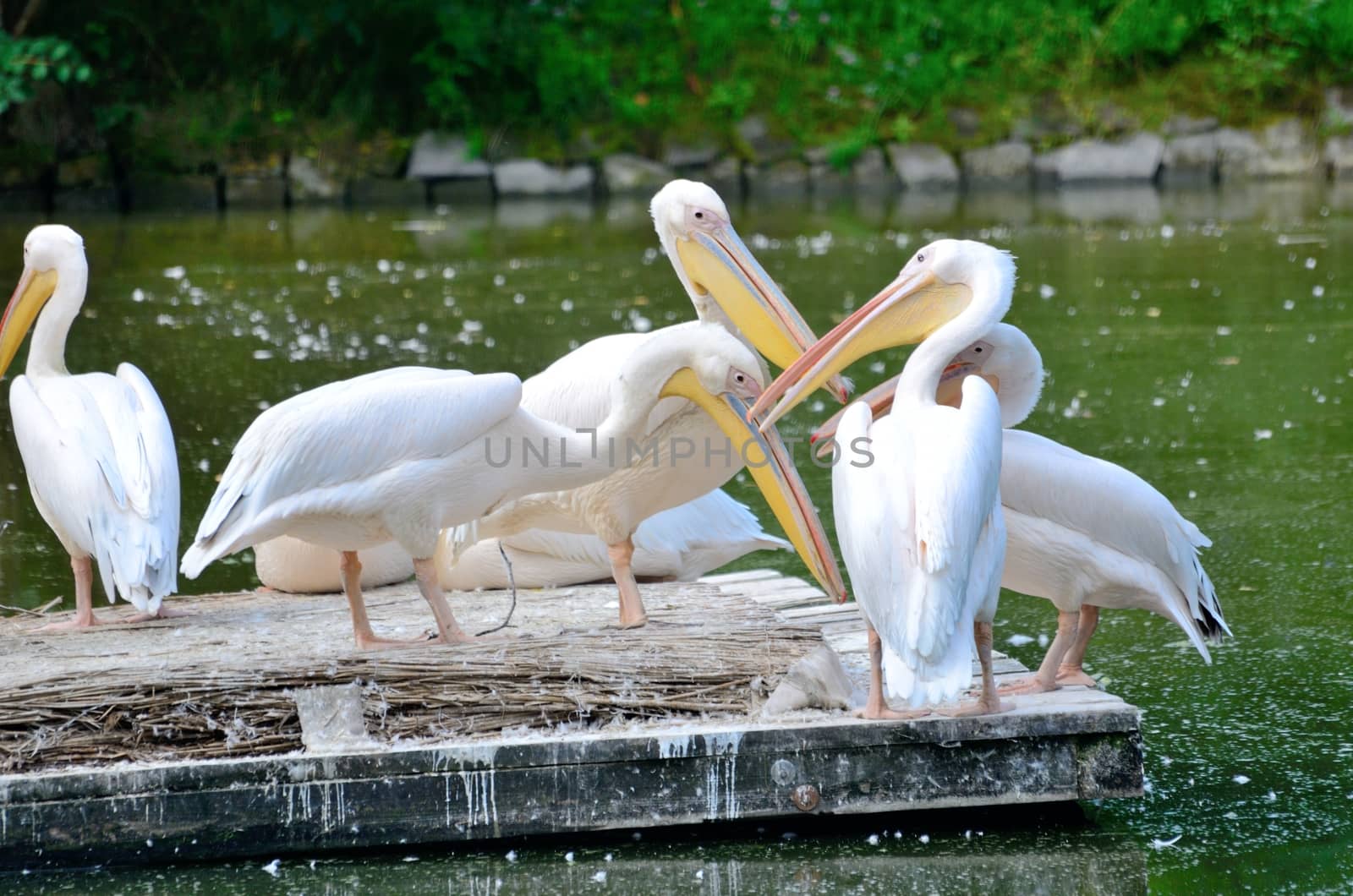 Group of pelicans standing on special island in the middle of pond in Wroclaw's ZOO, Poland.