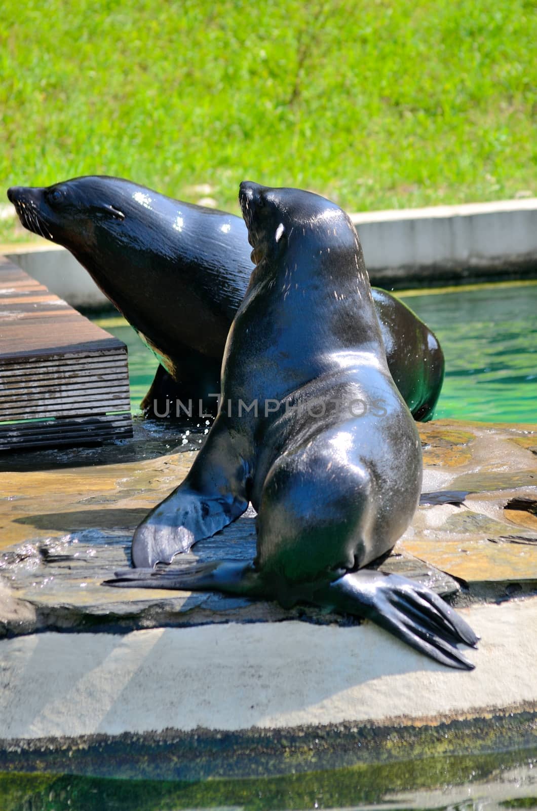 Two sea lions awaiting for food from their guardian in Wroclaw's ZOO, Poland.