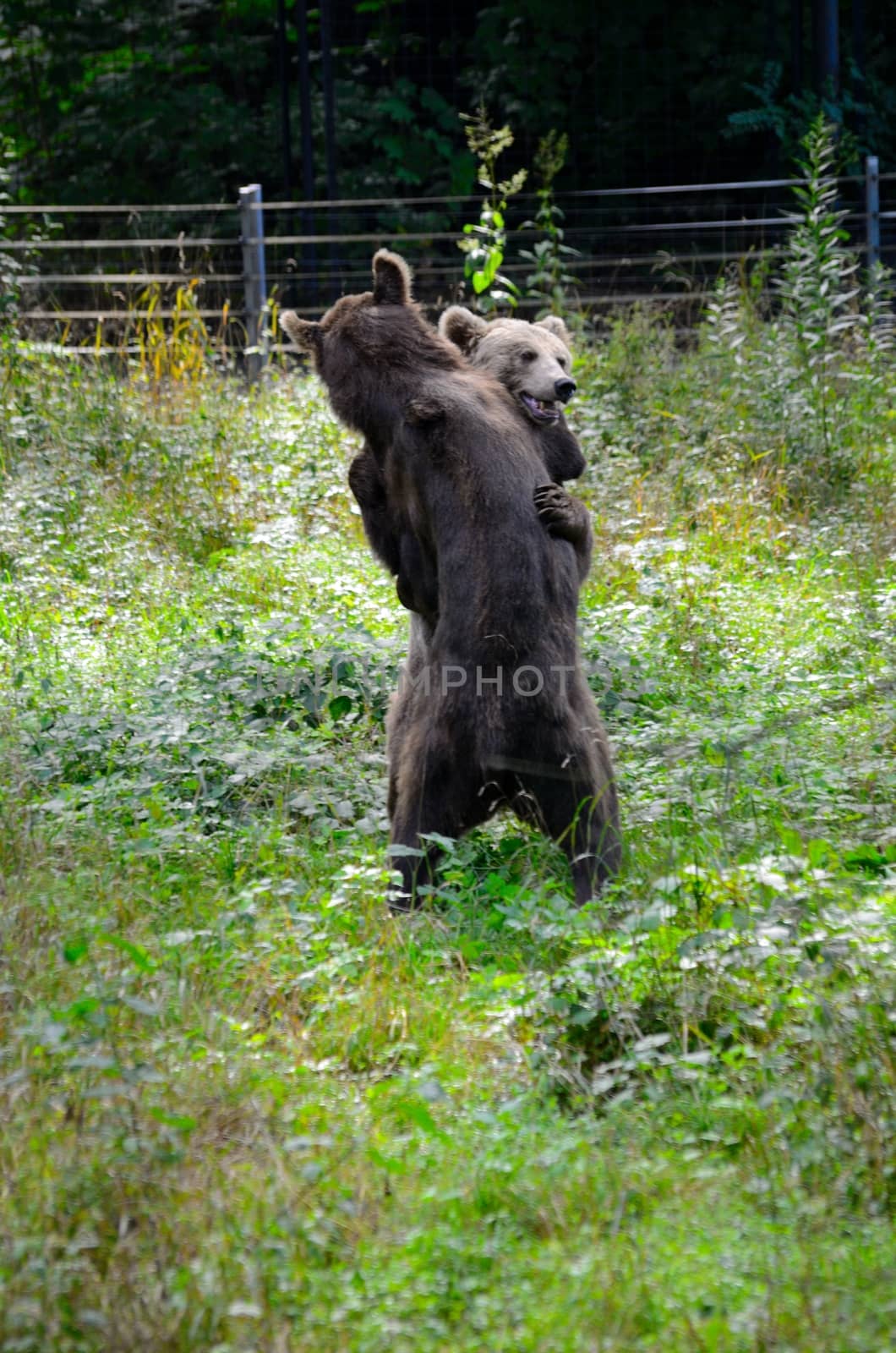Brown bears wrestling by bartekchiny