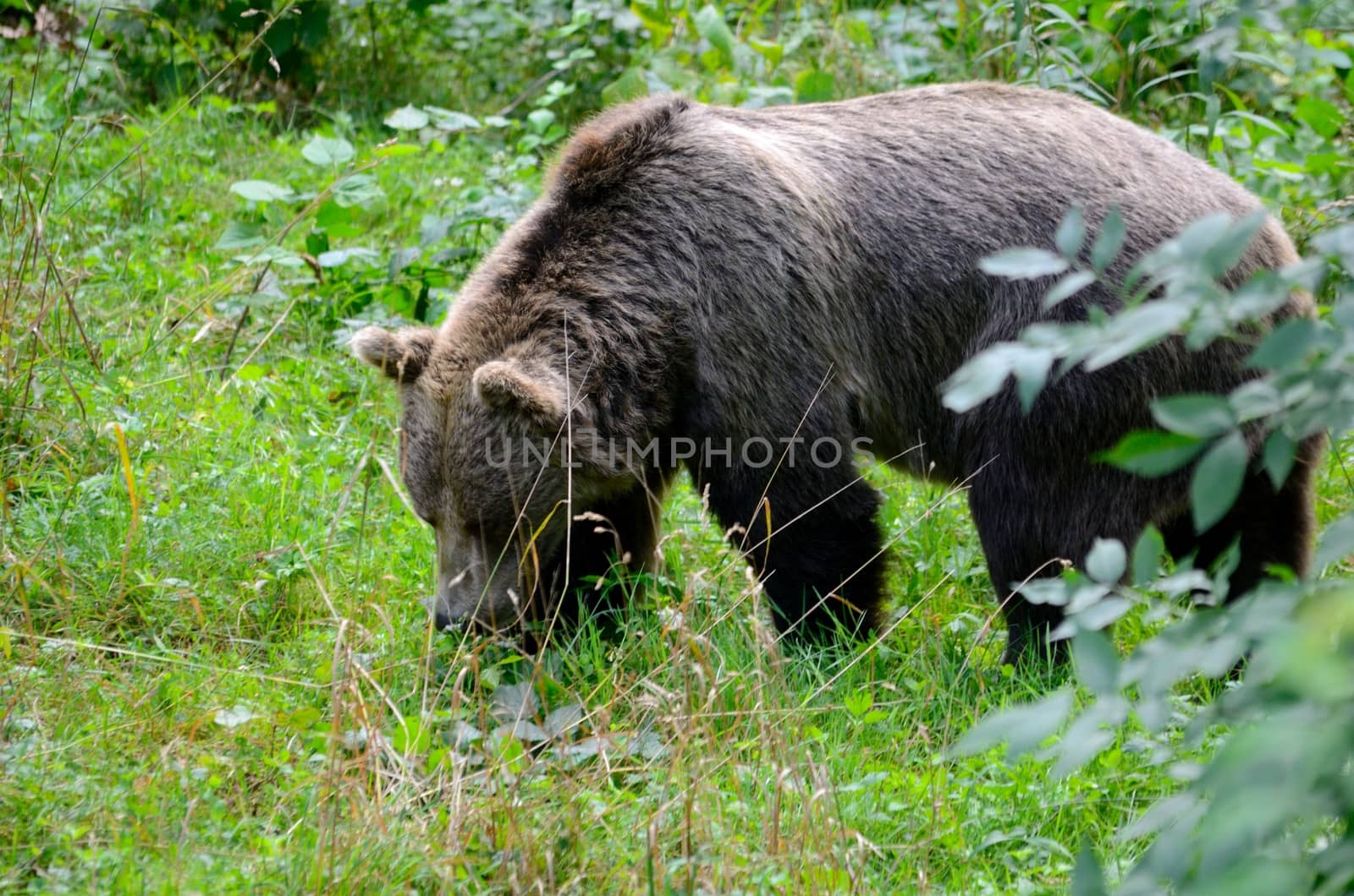 Single brown bear walking peacefully in Wroclaw's ZOO, Poland.