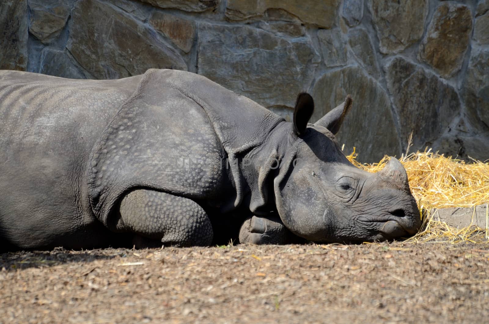 Resting rhino by bartekchiny
