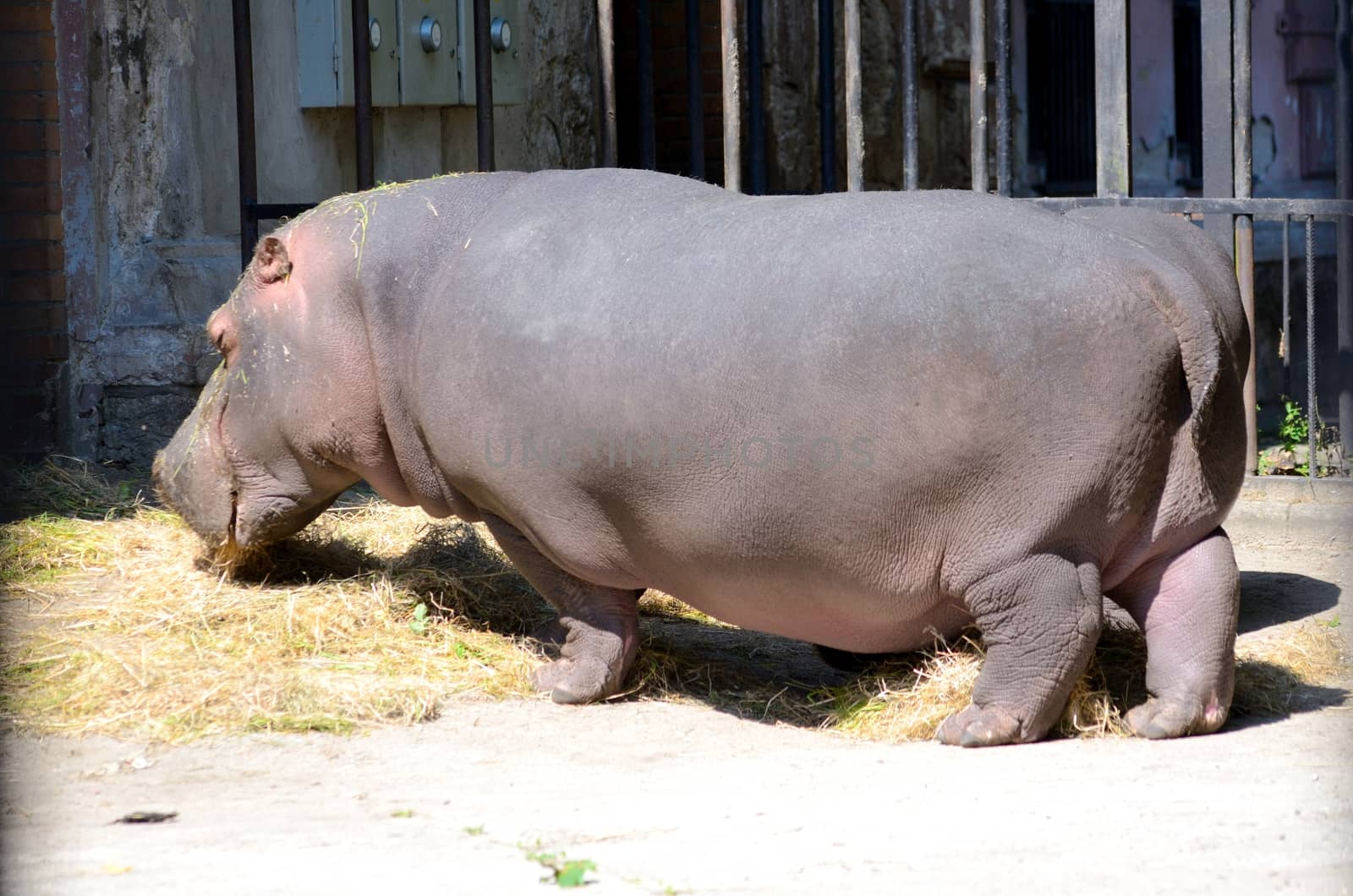 Lonely hippo in Wroclaw's ZOO, Poland. Heavy animal does not feel to move much in hot afternoon.