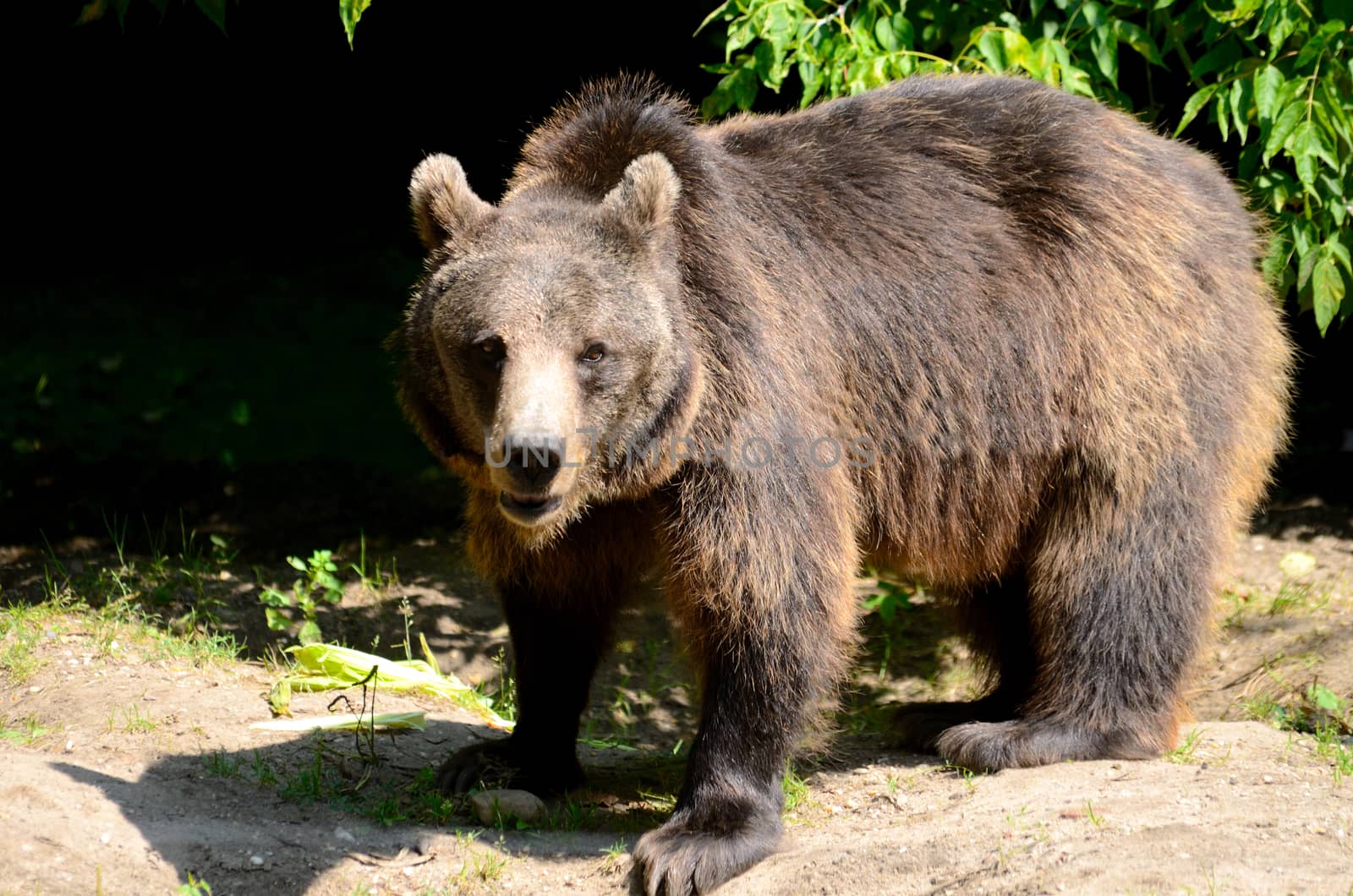 Single brown bear walks in Wroclaw's ZOO, Poland. No one can approach near this dangerous mammal.