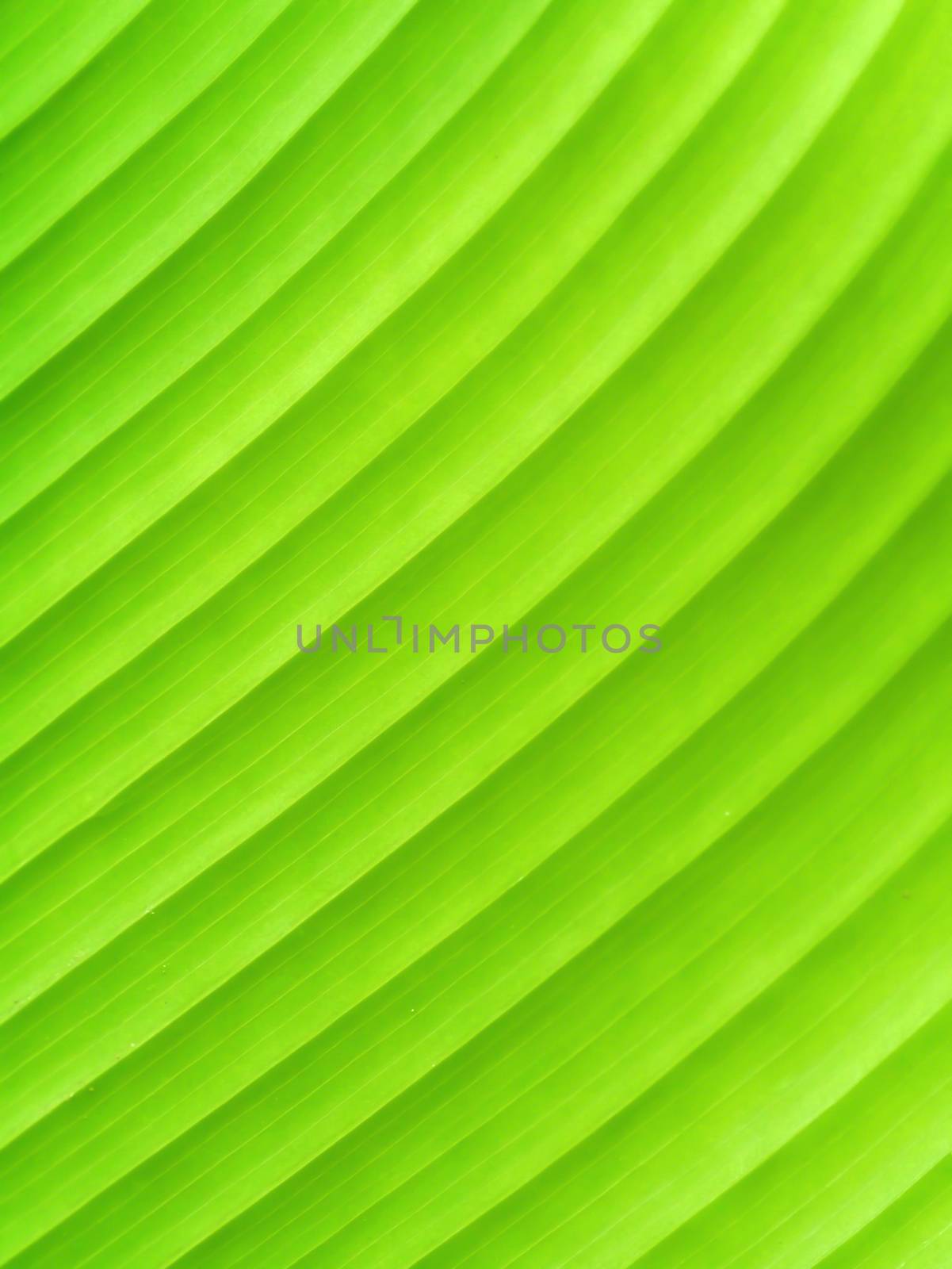 Green leaves of Calathea lutea (Aubl.) Mey tree.