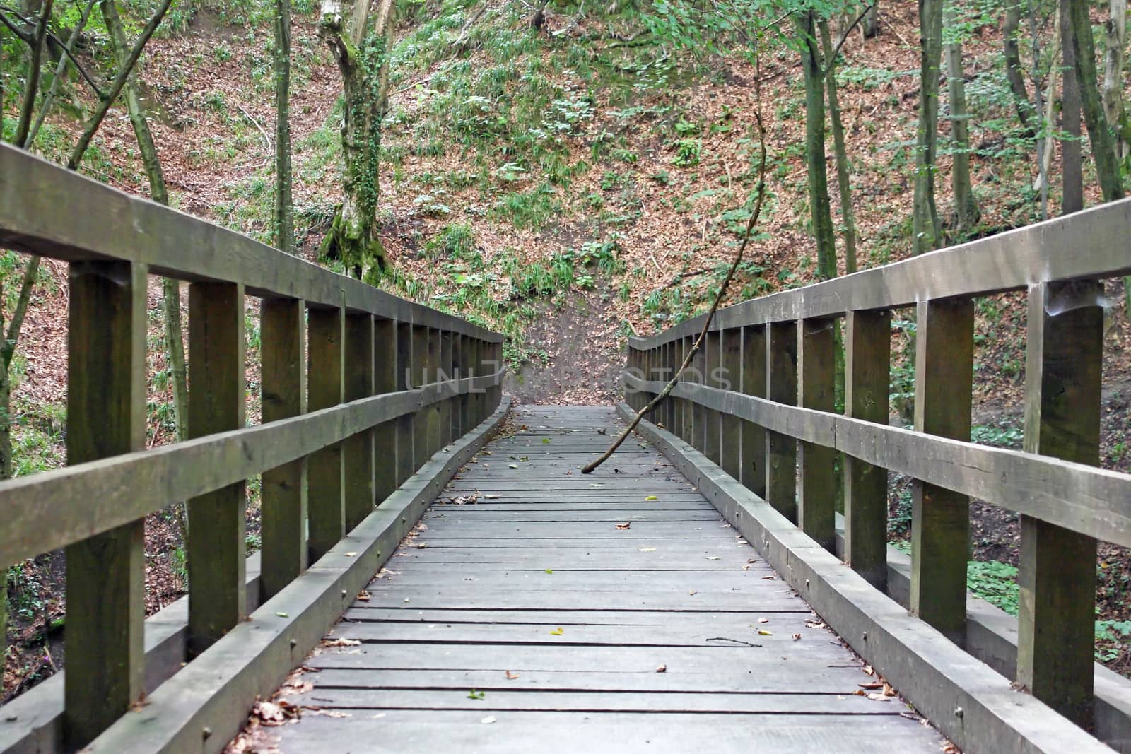 Wood bridge in deep forest, hiking trail