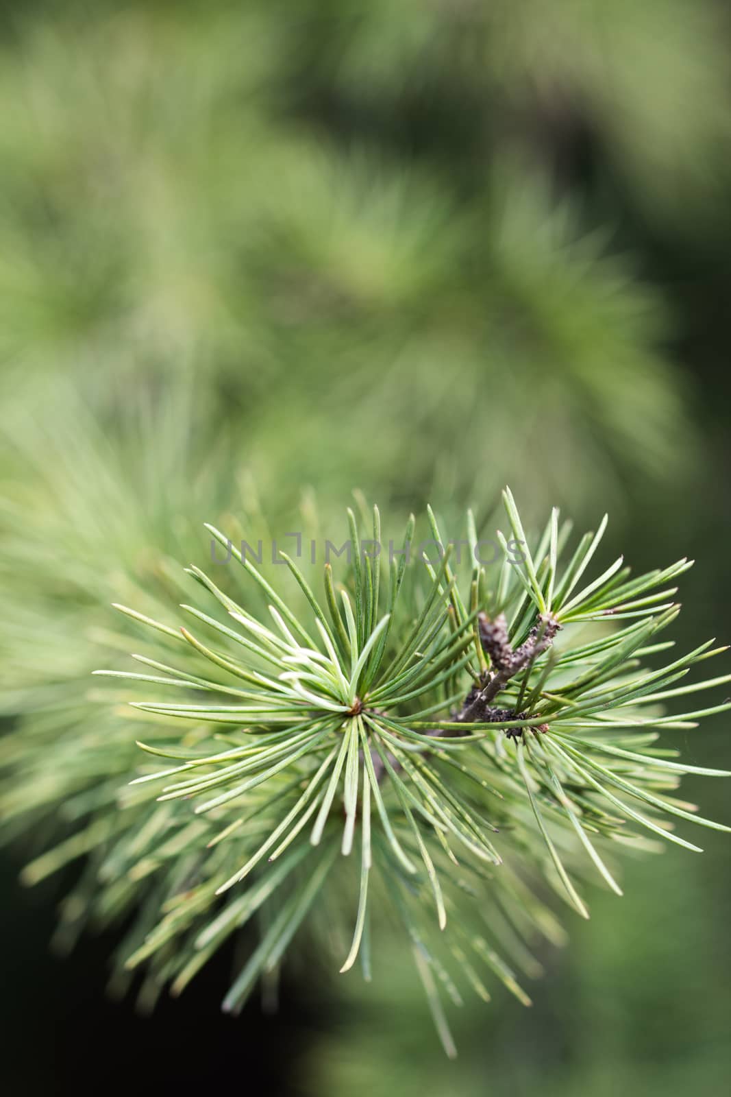 close up of pine needles