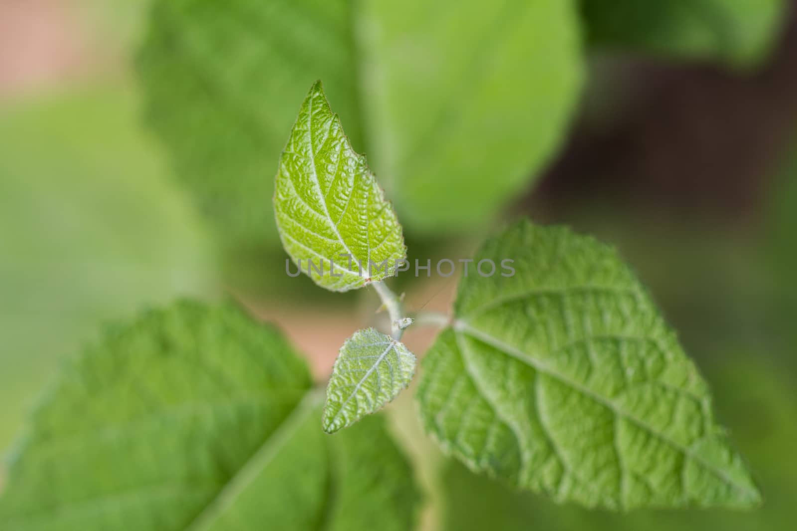green leaf in spring