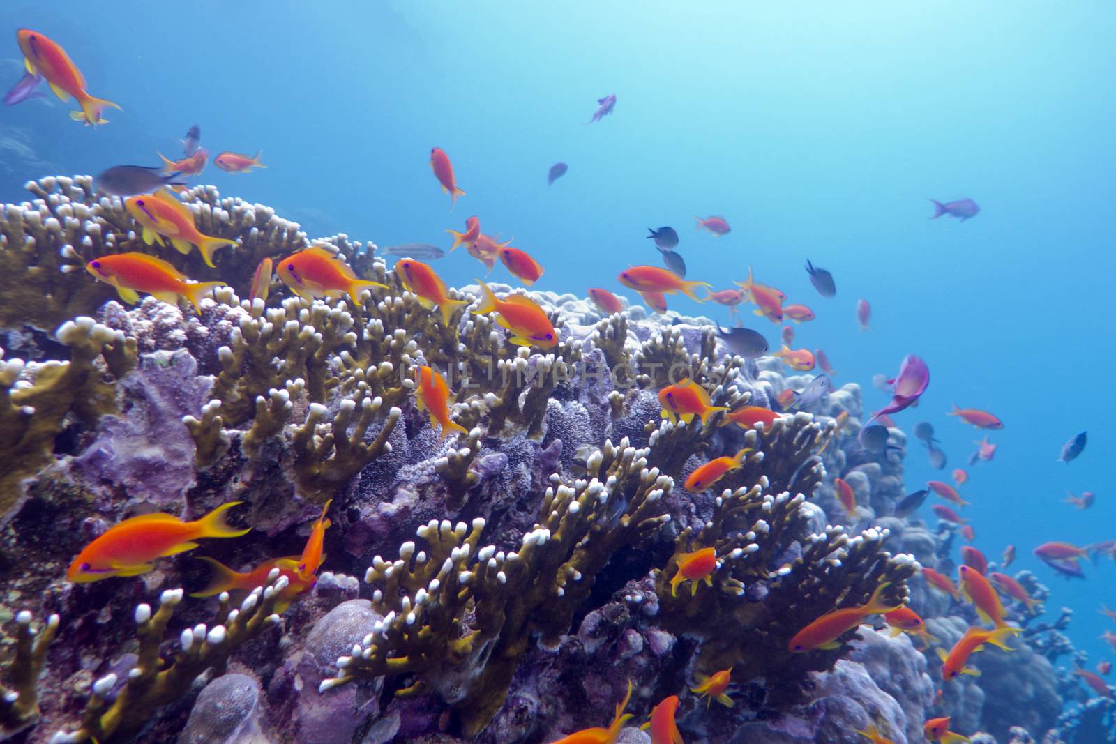 coral reef with hard corals and exotic fishes anthias at the bottom of tropical sea