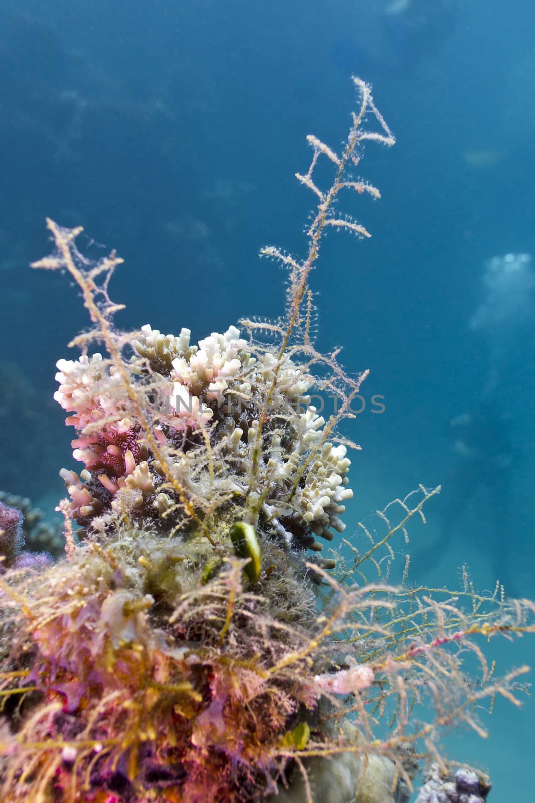 colorful coral reef on the bottom of tropical sea  on blue water background