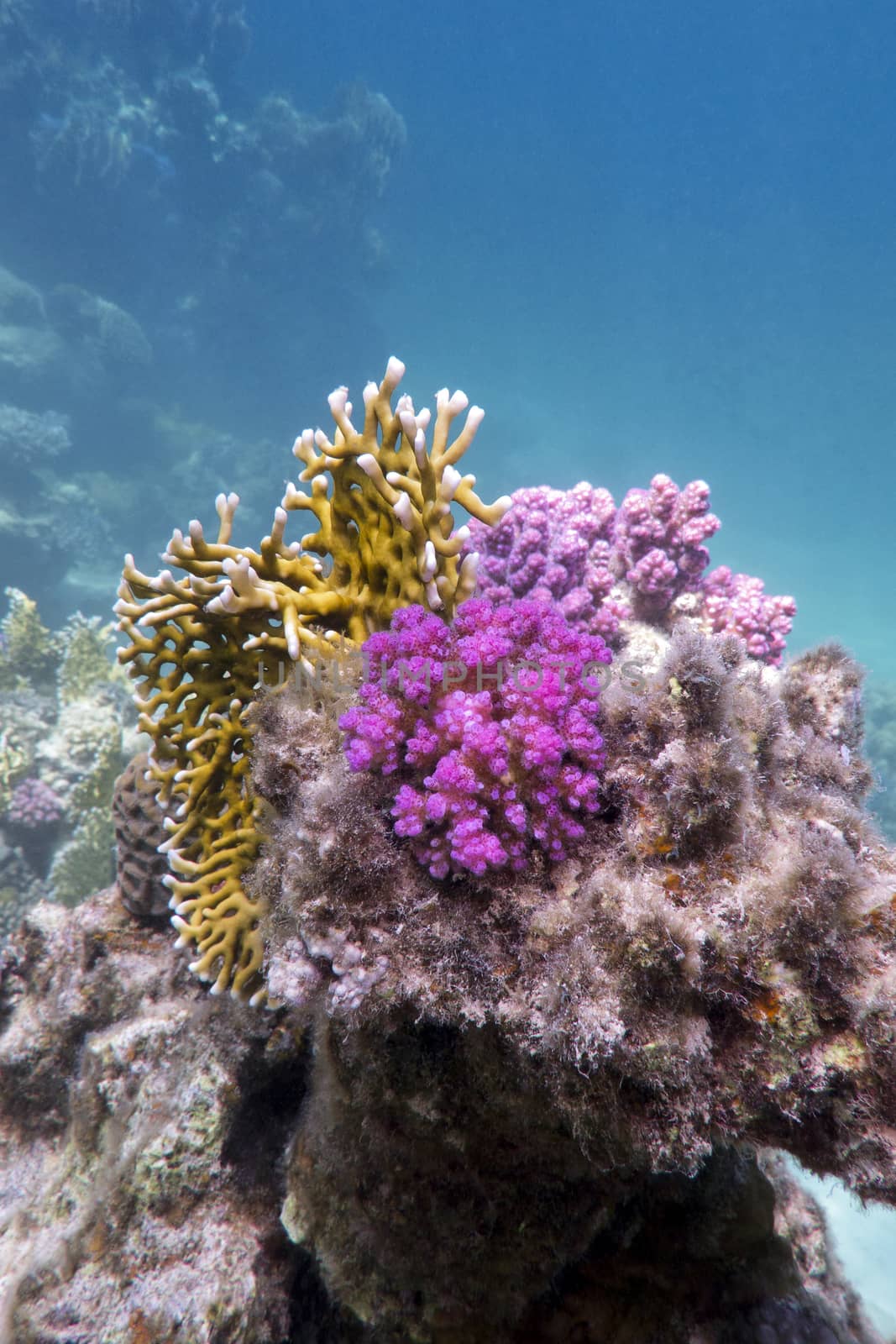 coral reef with fire and hard corals at the botto of tropical sea on blue water background by mychadre77