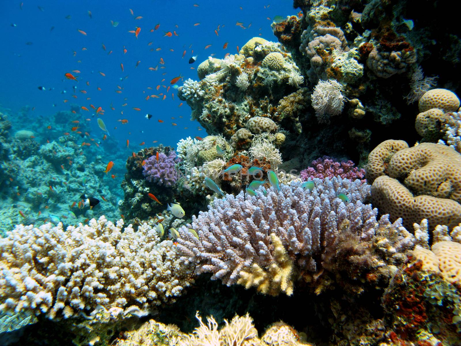 coral reef with exotic fishes at the bottom of tropical sea on blue water background