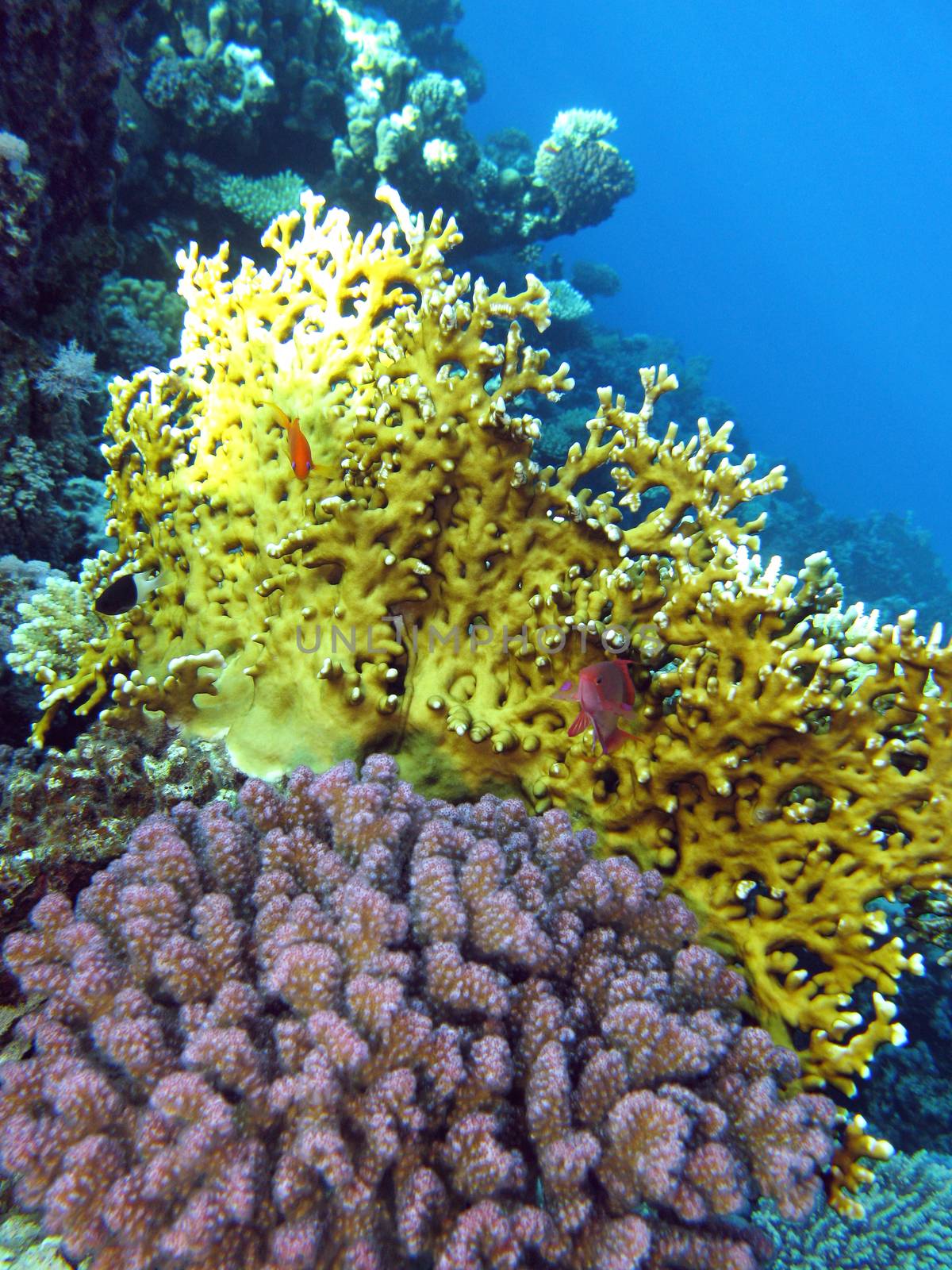 colorful coral reef with fire corals and fishes anthias at the bottom of tropical sea on blue water background by mychadre77