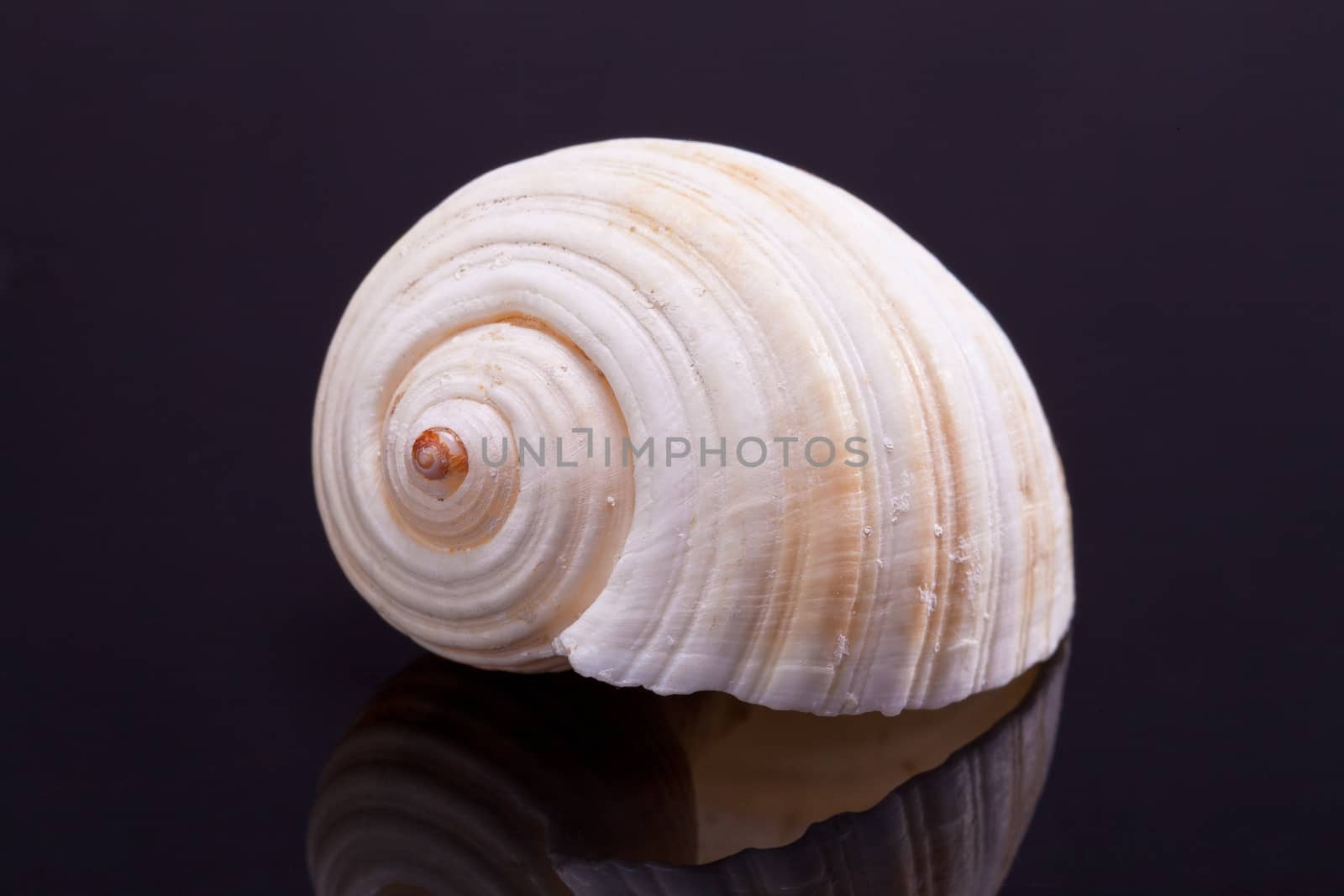 single seashell isolated on black background with reflection