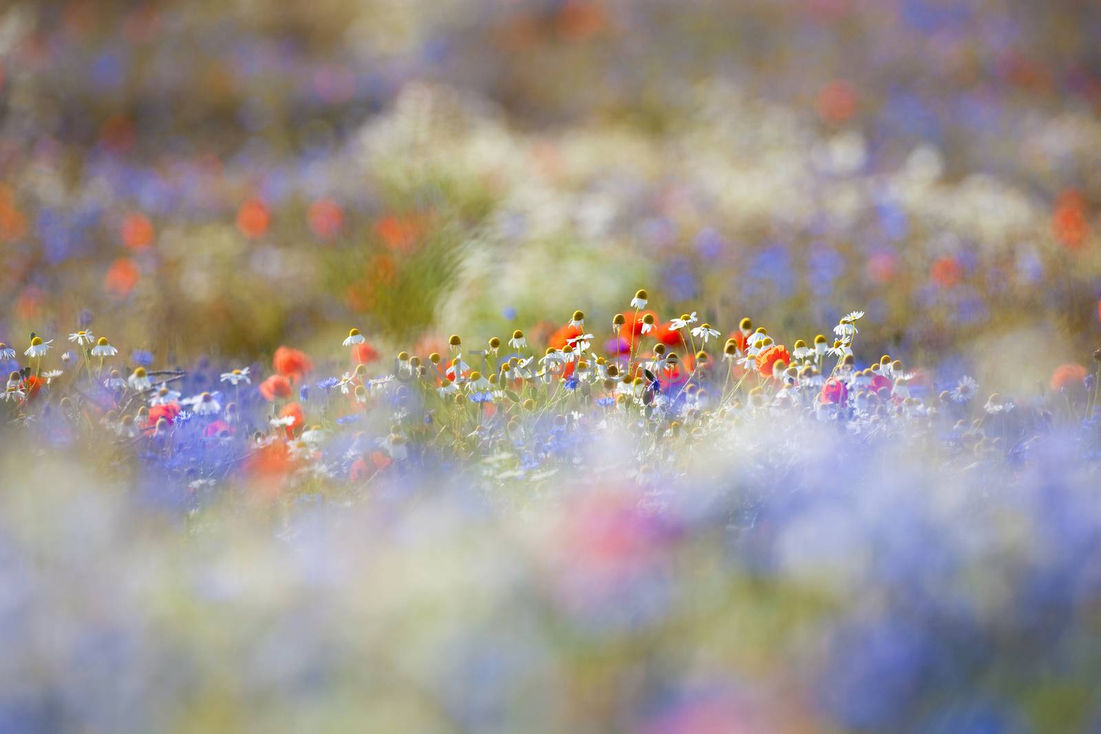 abundance of blooming wild flowers on the meadow at spring time