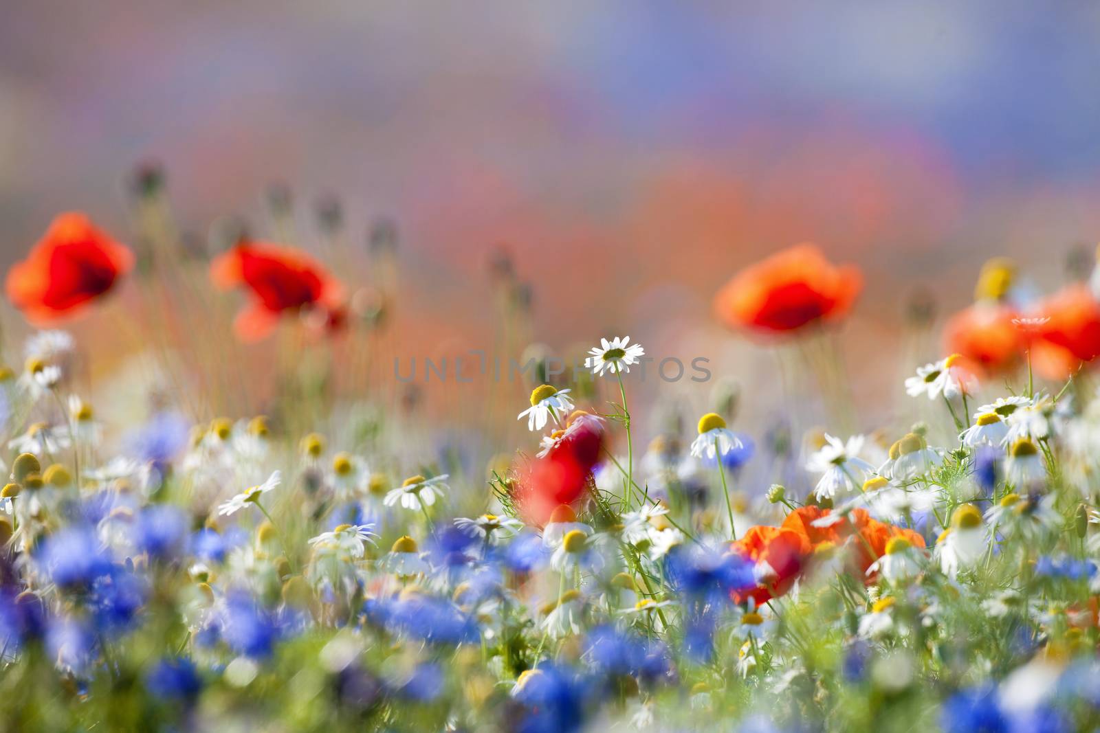 abundance of blooming wild flowers on the meadow at spring time