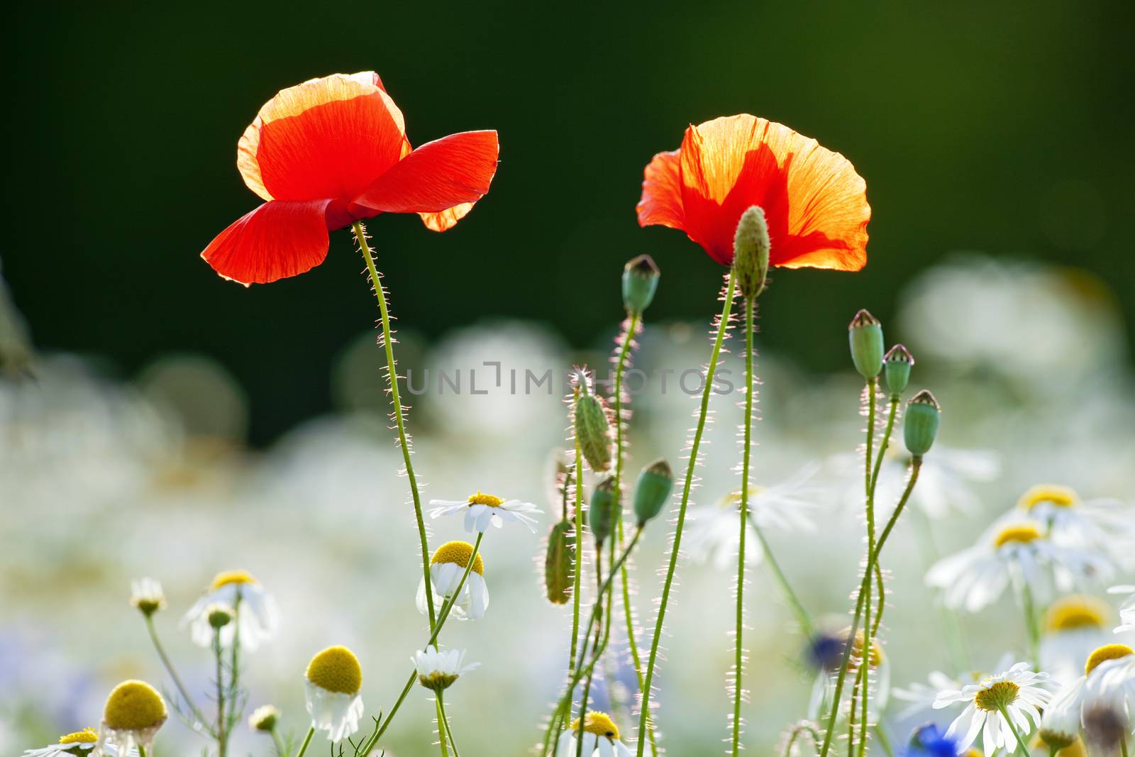 abundance of blooming wild flowers on the meadow at spring time