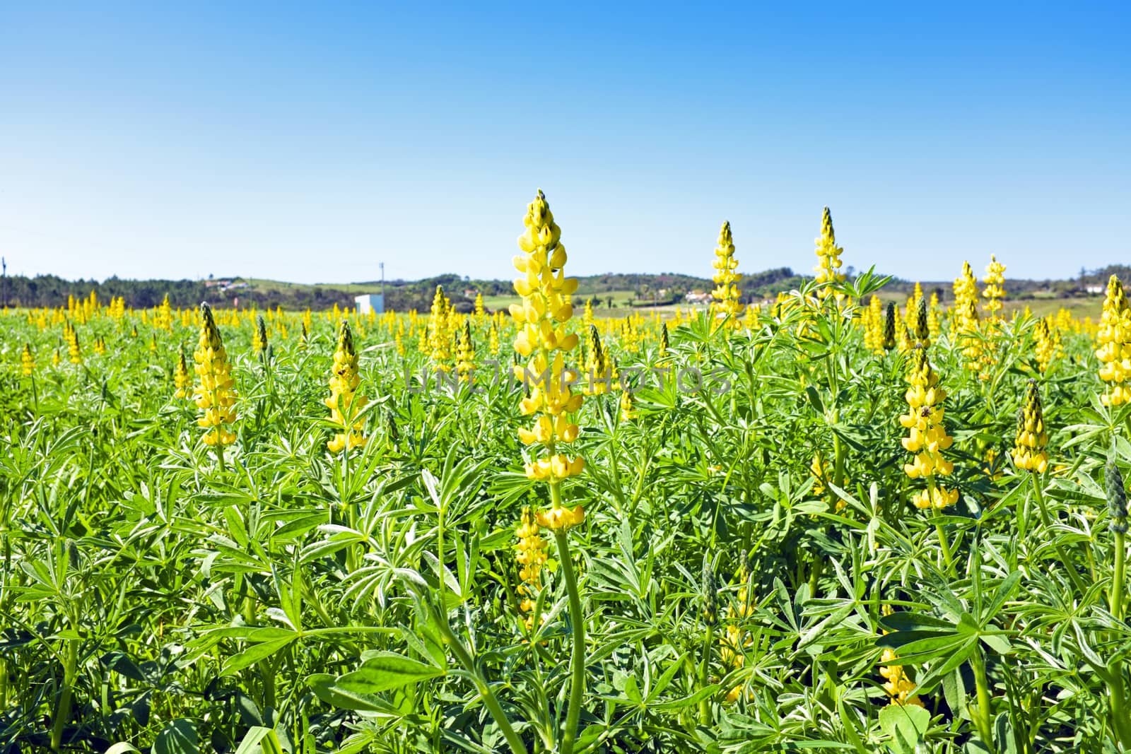 Yellow lupine in portuguese landscape in spring