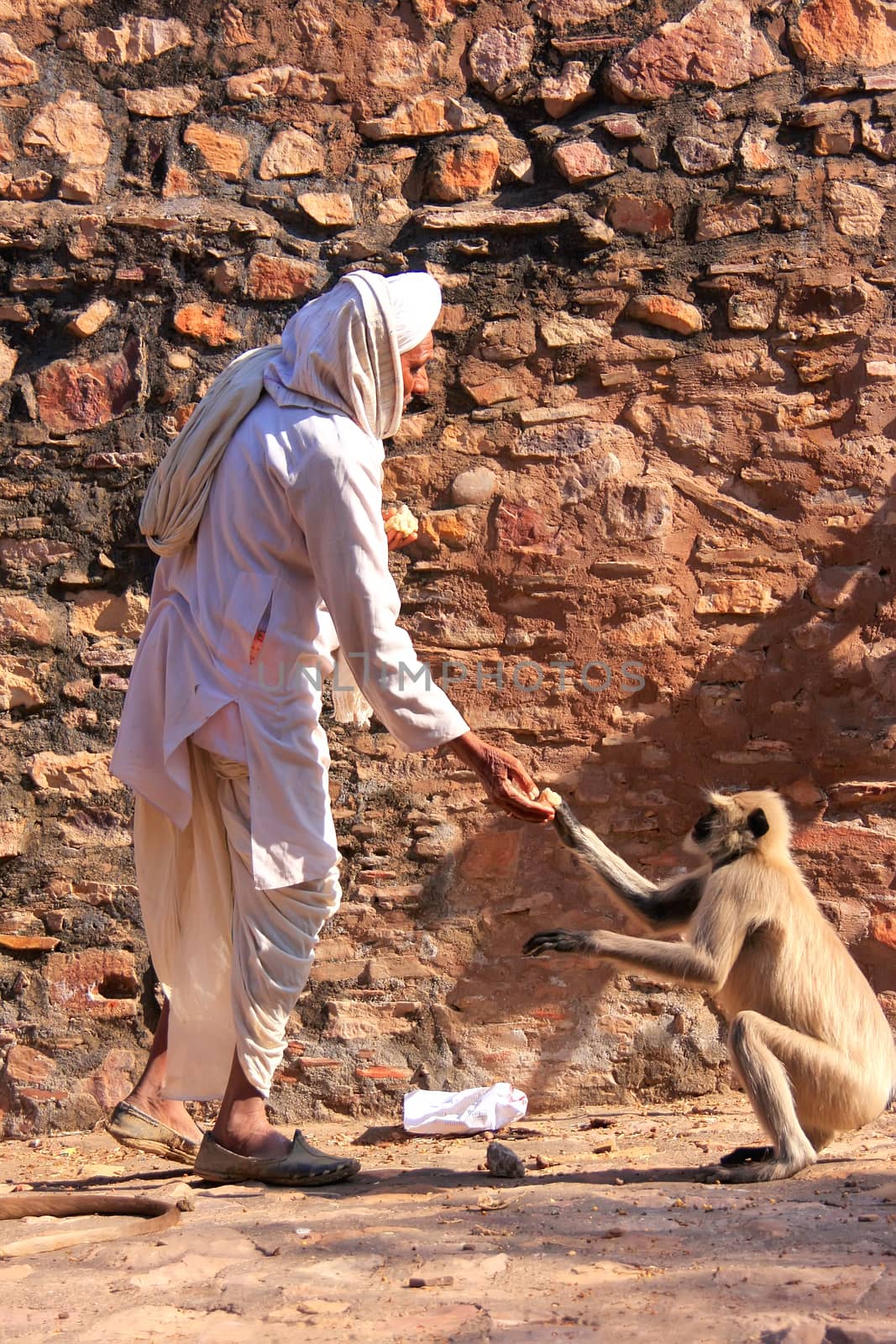 Indian man feeding gray langurs at Ranthambore Fort, India by donya_nedomam