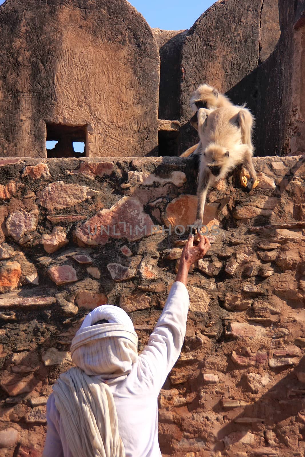 Indian man feeding gray langurs at Ranthambore Fort, India by donya_nedomam