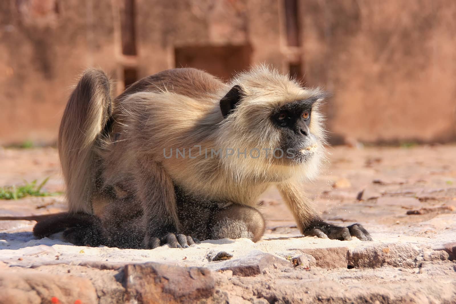 Gray langur (Semnopithecus dussumieri) with a baby eating at Ranthambore Fort, Rajasthan, India