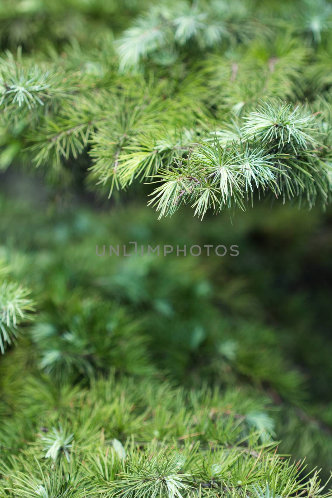 Cypress leaves in summer