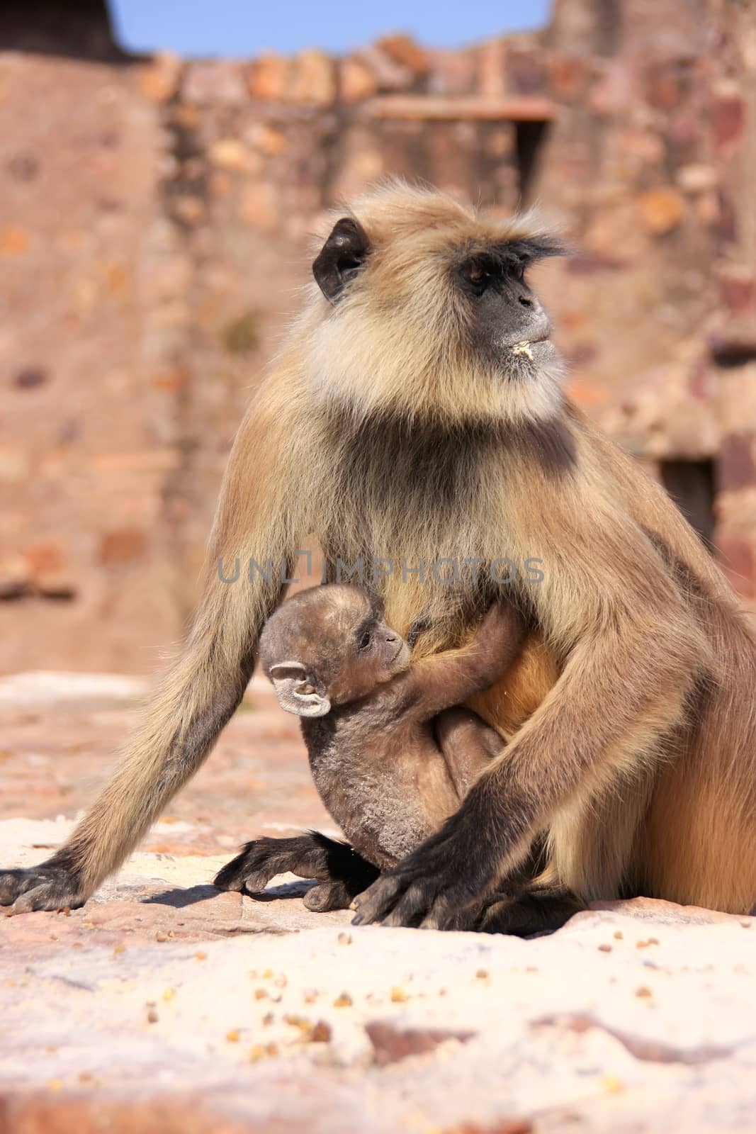Gray langur (Semnopithecus dussumieri) with a baby sitting at Ranthambore Fort, Rajasthan, India