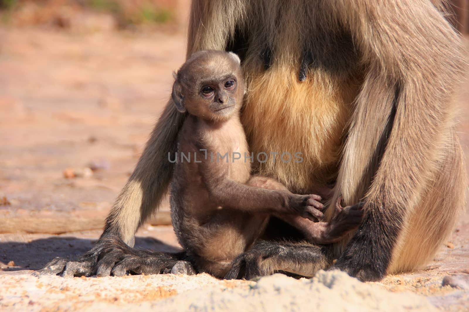 Baby Gray langur (Semnopithecus dussumieri) playing near mother, by donya_nedomam