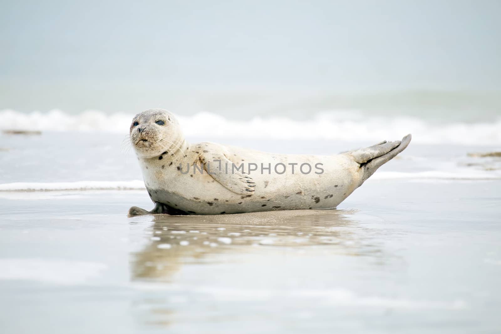 Baby Grey Seal (Halichoerus grypus) relaxing on the beach