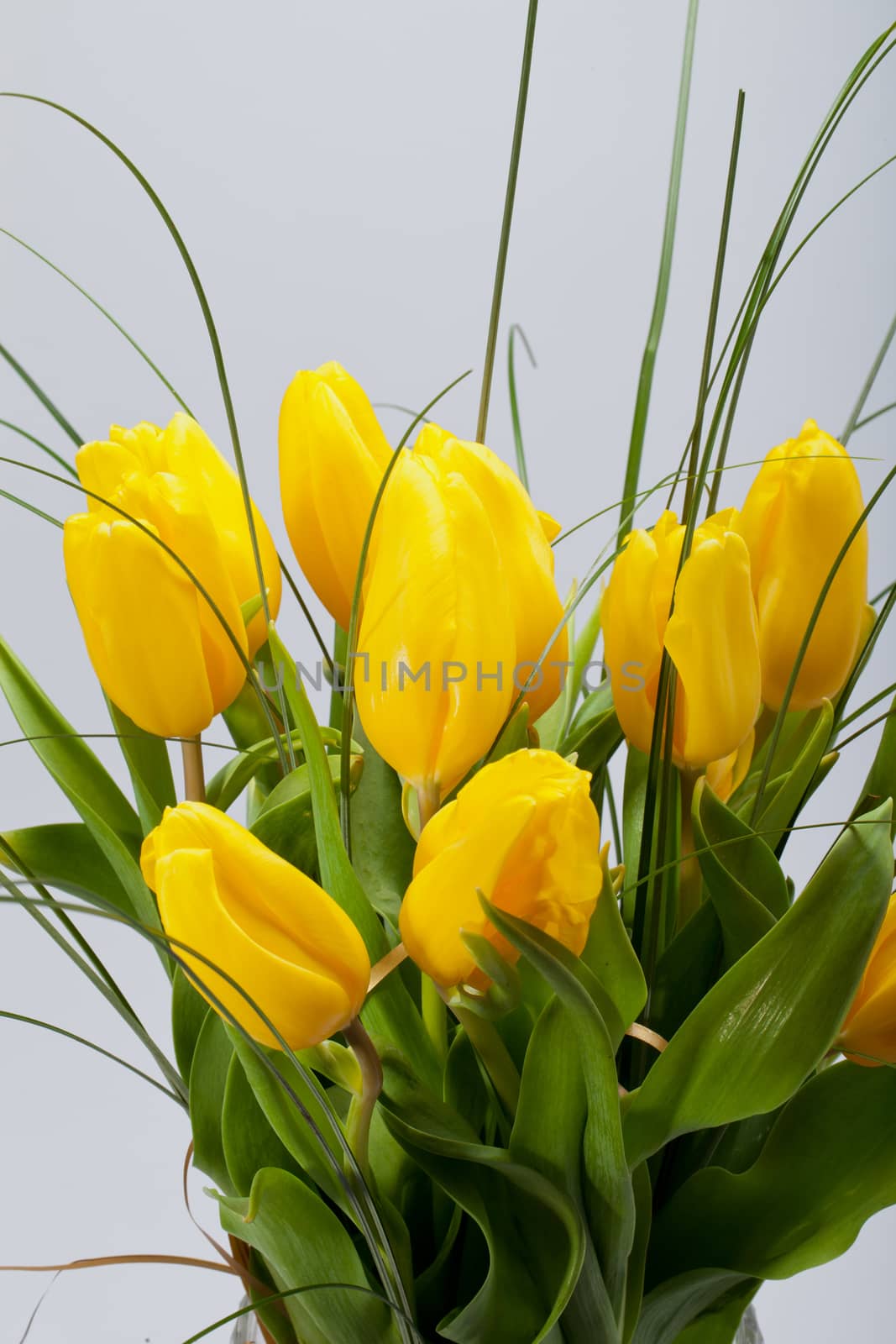 Yellow tulips isolated on white background  by wjarek