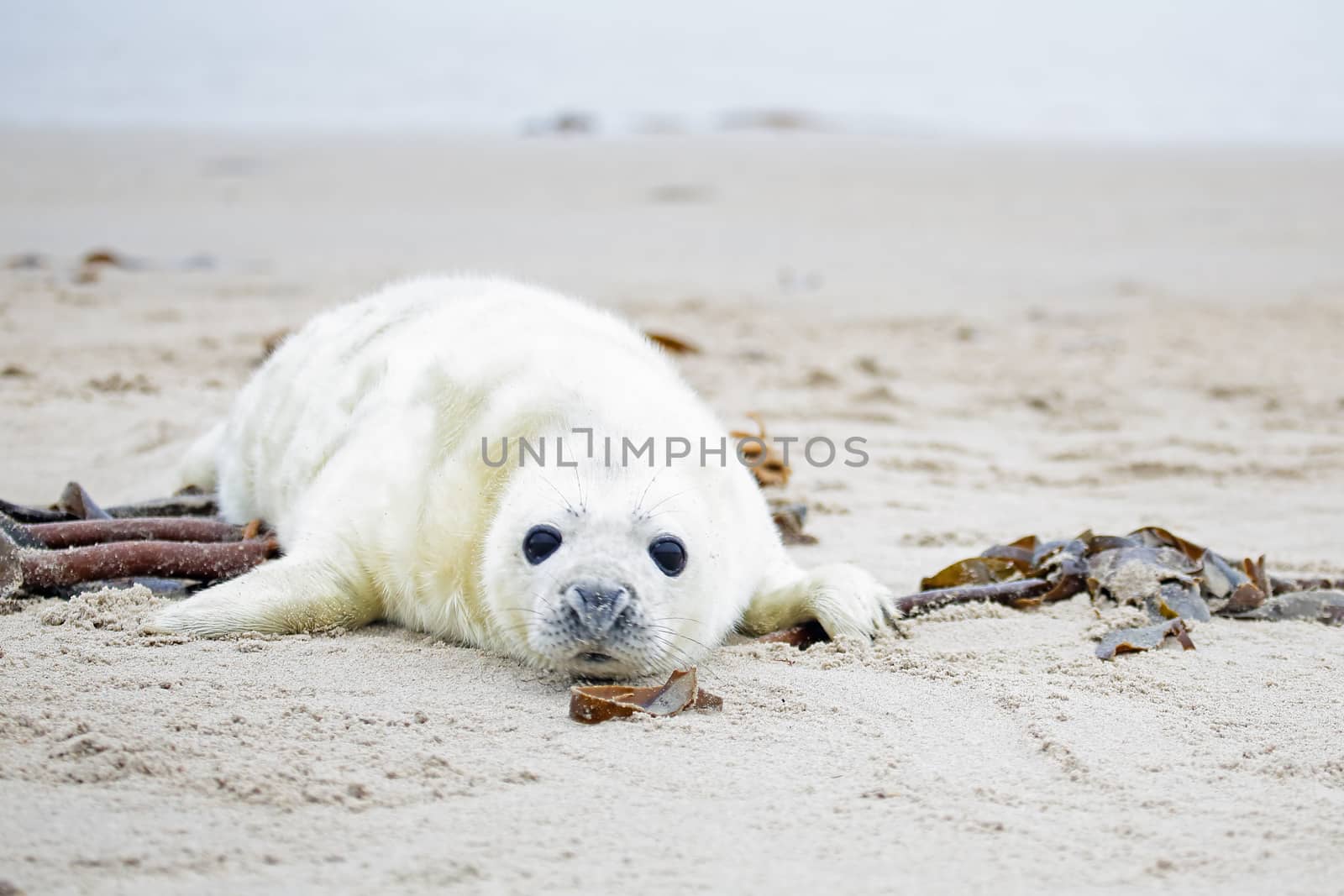 Baby Grey Seal (Halichoerus grypus) relaxing on the beach