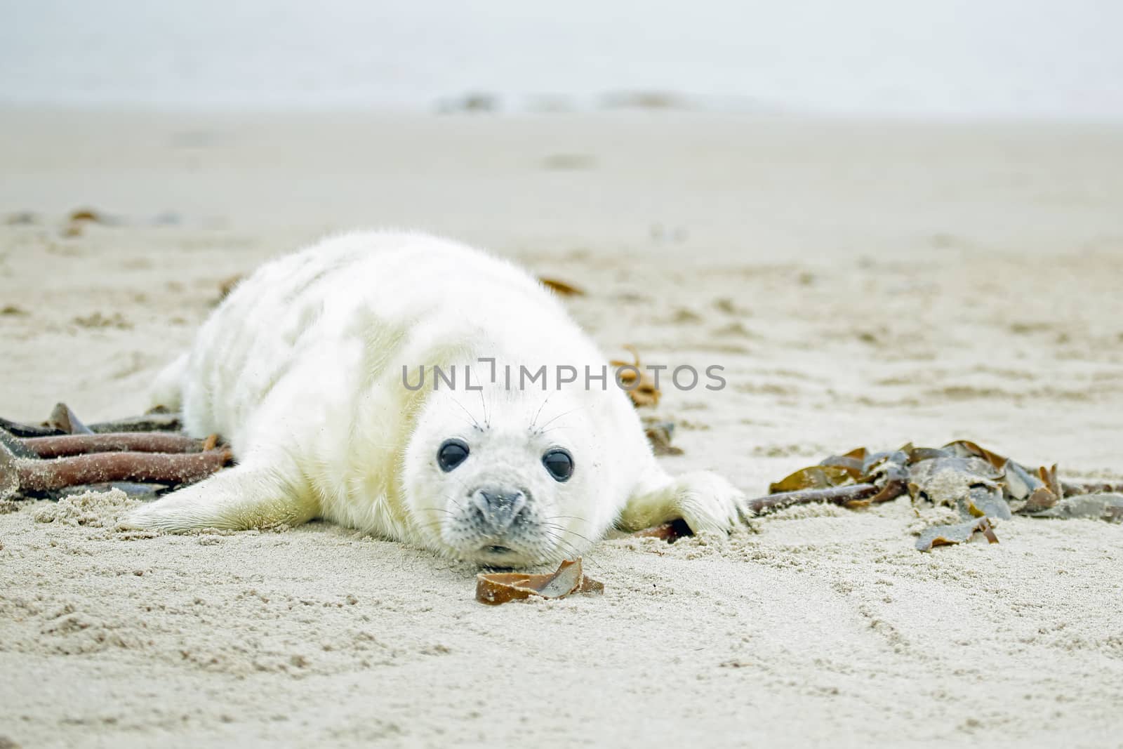 Baby Grey Seal (Halichoerus grypus) relaxing on the beach