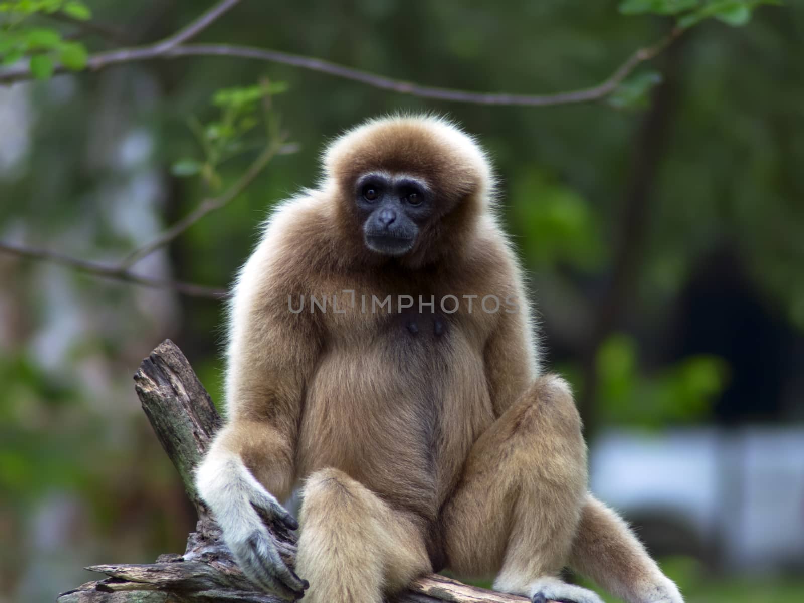 Lar gibbon (Hylobates lar), also known as the white-handed gibbon, is a primate in the gibbon family, Hylobatidae