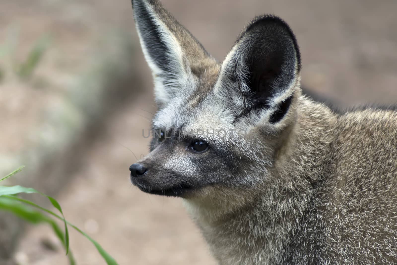 Bat-eared fox, Otocyon megalotis is a canid of the African savanna, named for its large ears