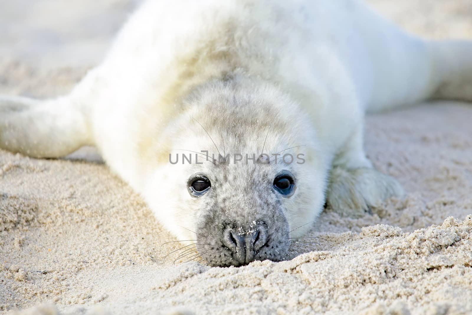 Baby Grey Seal (Halichoerus grypus) relaxing on the beach